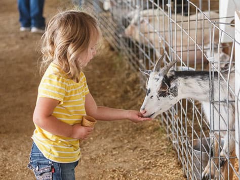 Petting Area